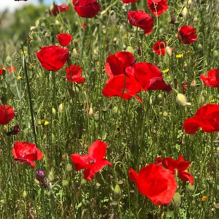 Σπίτι διακοπών La Bodega De Lola *